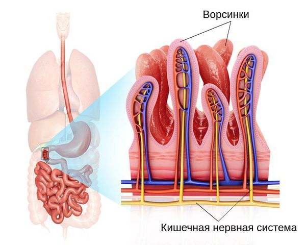 Строение стенки кишки: ворсинки и нервная система Строение стенки кишки: ворсинки и нервная система